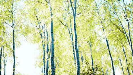 birch-forest-panorama-in-summer